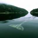 Whiteiwldbear - 52hz