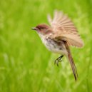 Cathartic Output - Ascend ()