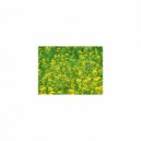 Mindfulness Healing Bgm Project - Plato & Attraction