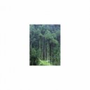 Mindfulness Healing BGM Project - Hyacinth & Joy (Original Mix)