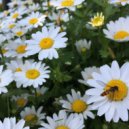 Gallery Six - outbloom ()