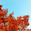 Gallery Six - orange valley ()