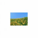 Mindfulness Healing BGM Project - Alarm and Positive thinking