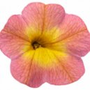 Gökben - Rüzgar Gibi Geçtin