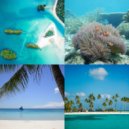 Fashionable Tropical Christmas - Christmas at the Beach - O Christmas Tree