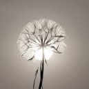 Peace Beneath the Sea - Dandelion