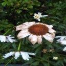 Dirty Lee - Darekana