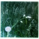 dead katty - green world