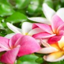 BigRicePiano - Tear of The Forest (Original Mix)