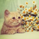 Life\'s Melody - Mind Like Water (Original Mix)