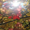 Владимир Кошеленко - Don\'t Cry ()