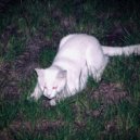 Lqindell - kitty