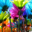 zelёnoe nebo - colores of flowers ()