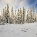 Nikita Zhelnov - January ()