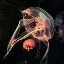 ghostmolly - Travel of Hattifatteners ()