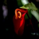 Flowers & Pianos - Celosia (Original Mix)